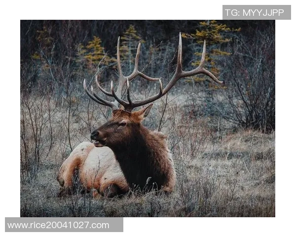 鹿u鹿角与卡的奇妙碰撞探讨它们在文化与艺术中的独特象征意义